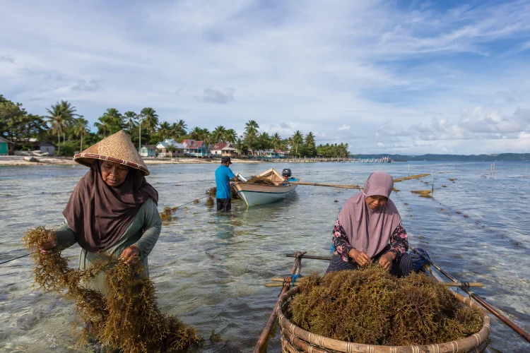 Budidaya Rumput Laut di Desa Liya Togo: Potensi Bahari Wakatobi